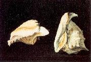 Napoletano, Filippo Two Shells oil on canvas